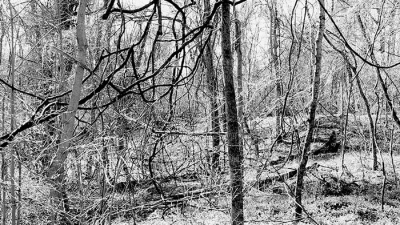 Christine Meisner - \\\"Disquieting Nature\\\", video still, 2012 Courtesy the artist Meisner_DisquietingNature_videostill2.1.jpg